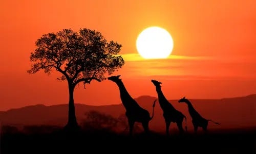 Three giraffes walking along the horizon in at sunset in South Africa