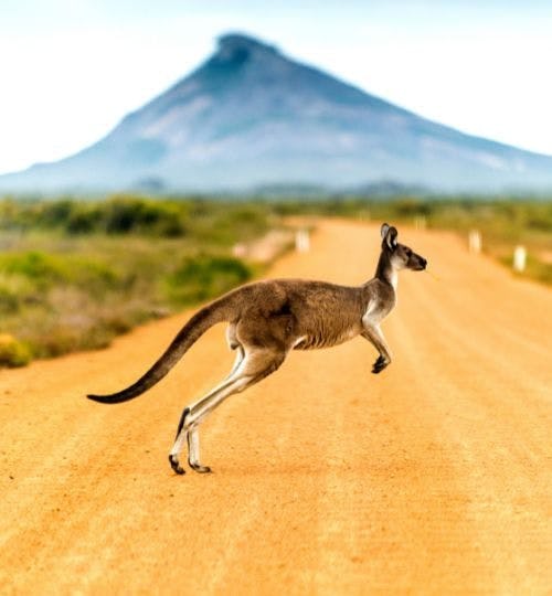 A kangaroo crossing a dirt road in Australia