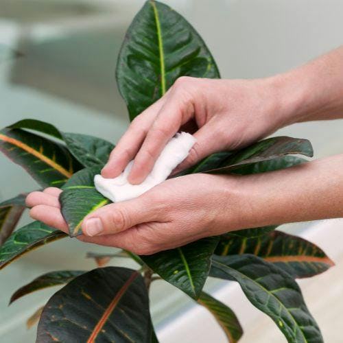 Caring for a house plant