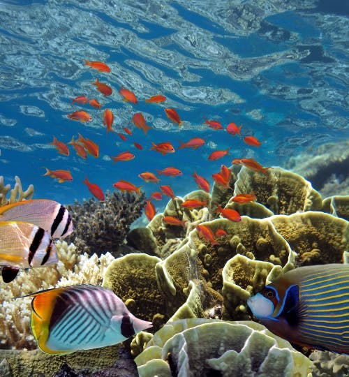 Tropical fish and hard corals in the red sea