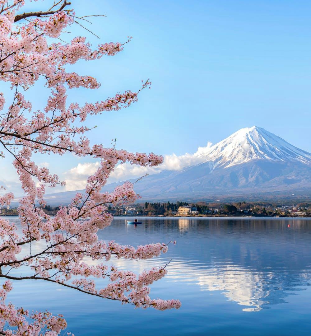 Mount Fuji in the background with cherry blossom tree in the front in Tokyo, Japan
