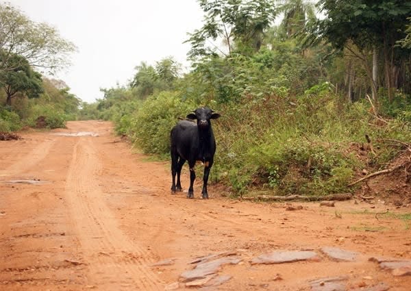 calf standing on a road in paraguay