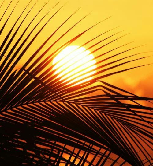 Sunset between palm tree leaves