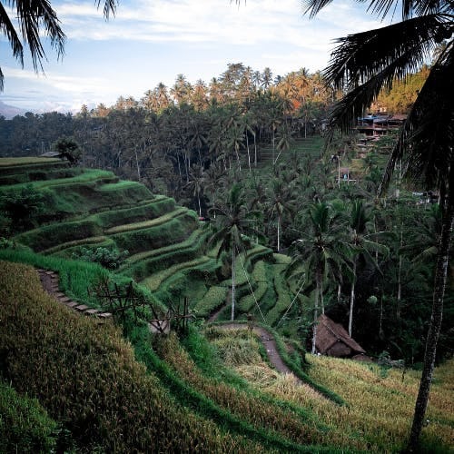 Bali Ricefield