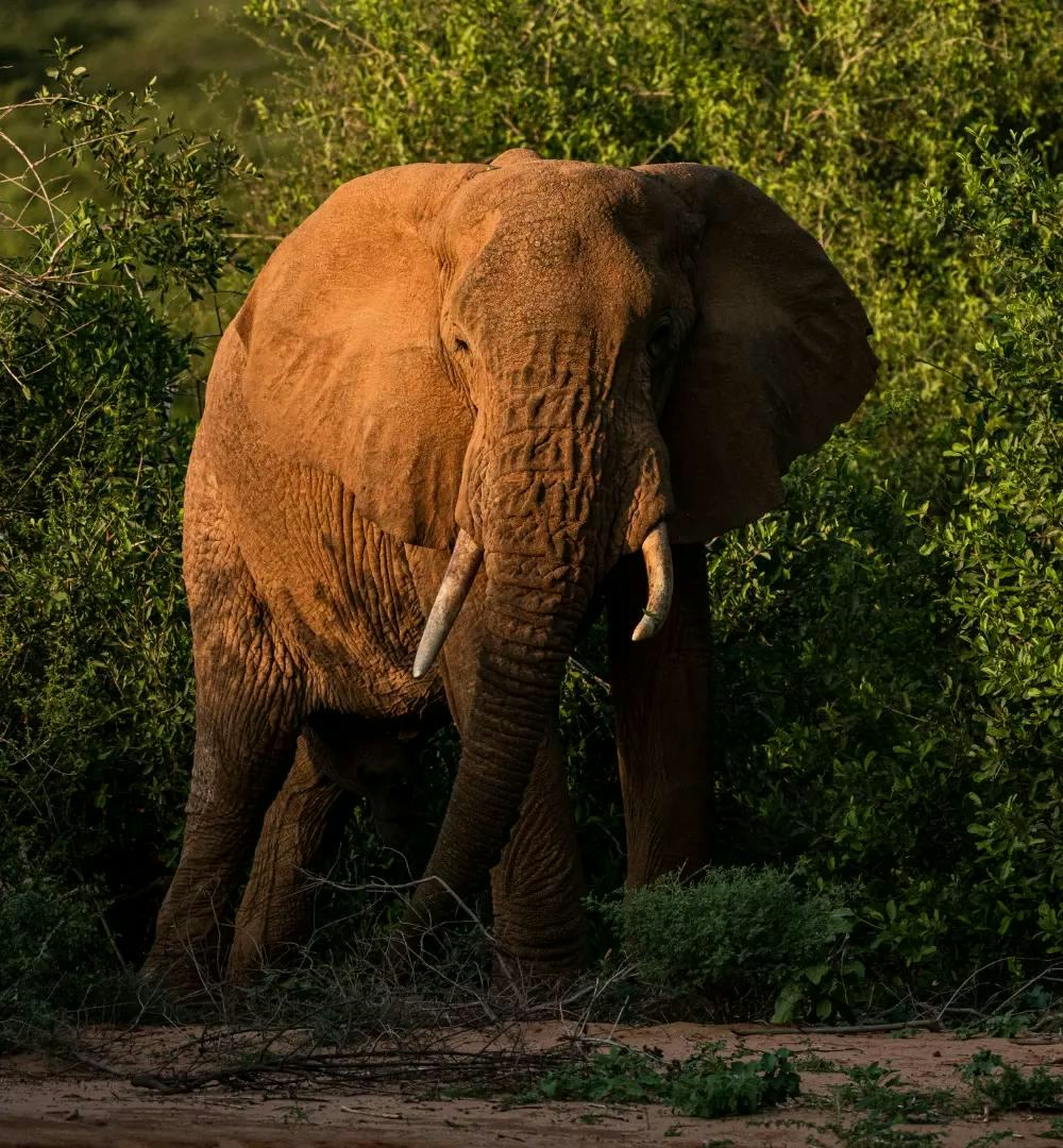 An elephant in Samburu National Reserve
