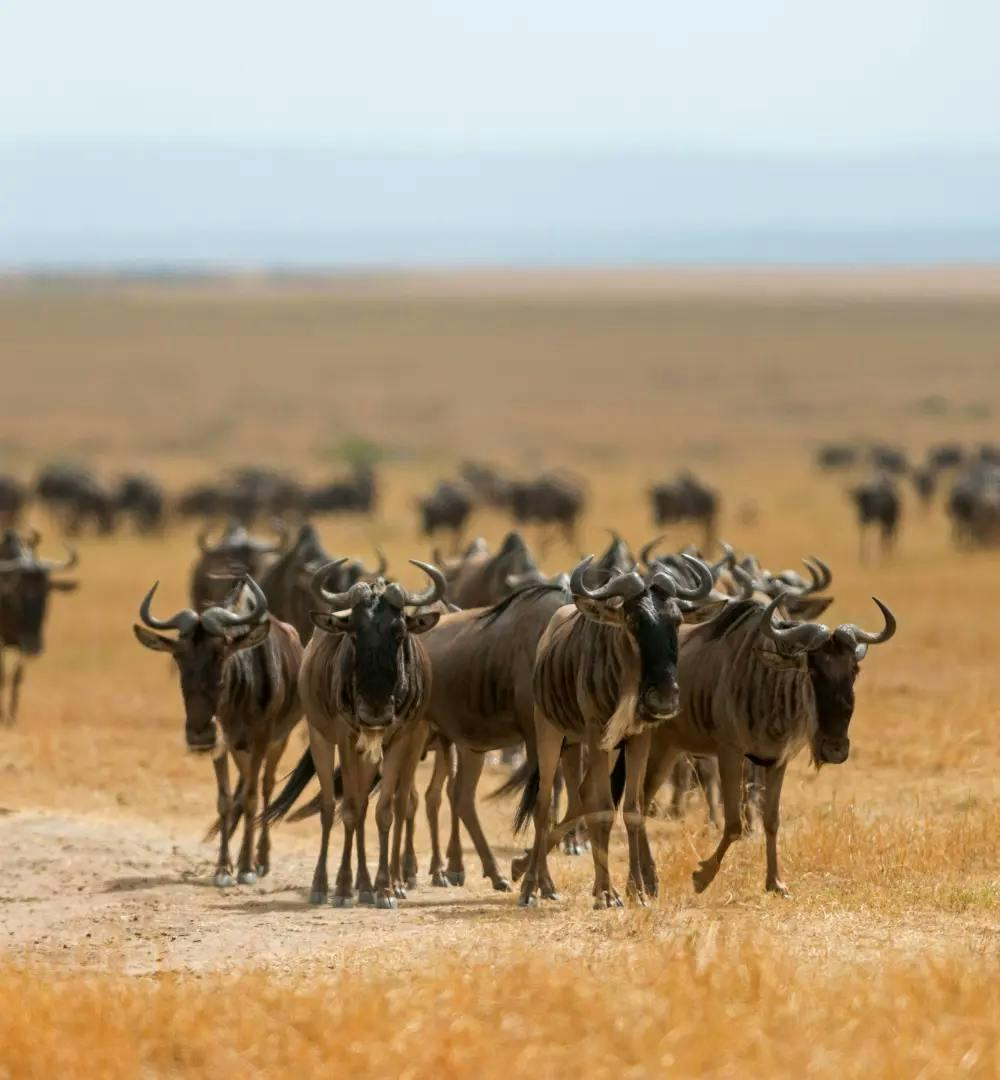 A herd of wildebeest in Maasai Mara National Reserve