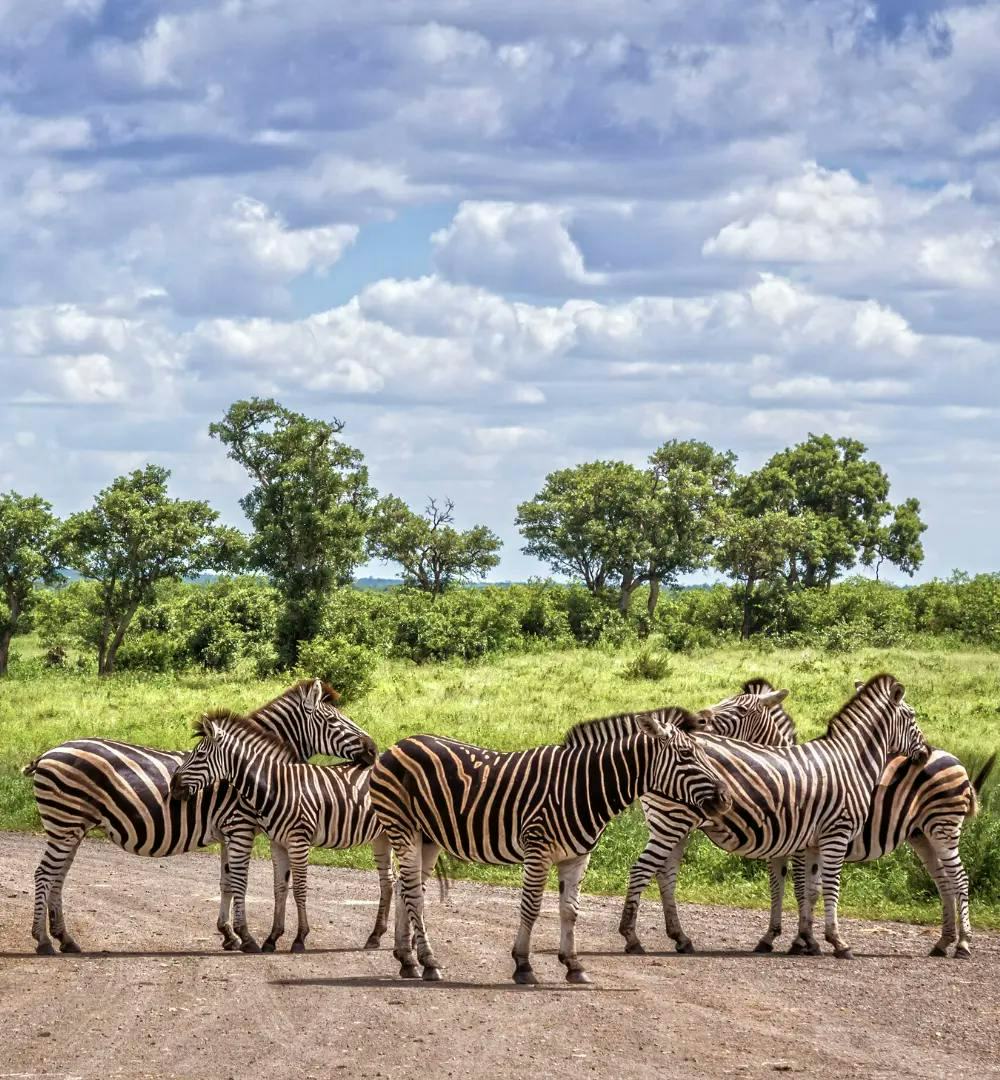 A herd of zebra in Kruger National Park