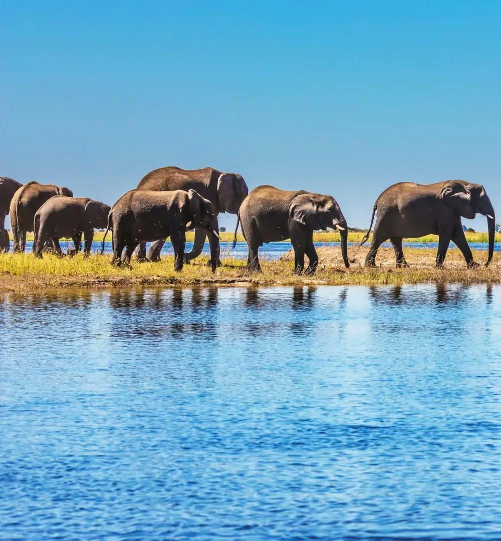 A herd of elephants in Chobe National Park