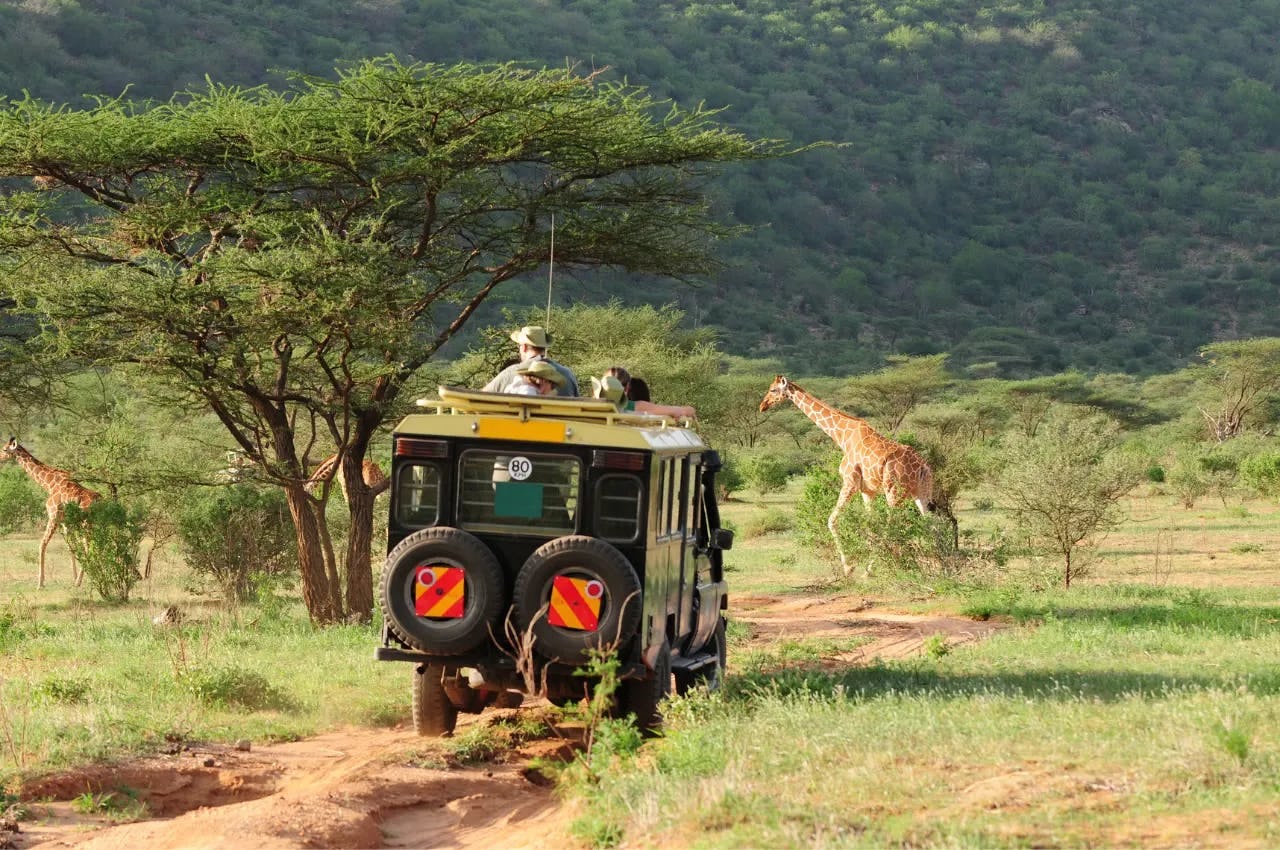 A safari tour in South Africa