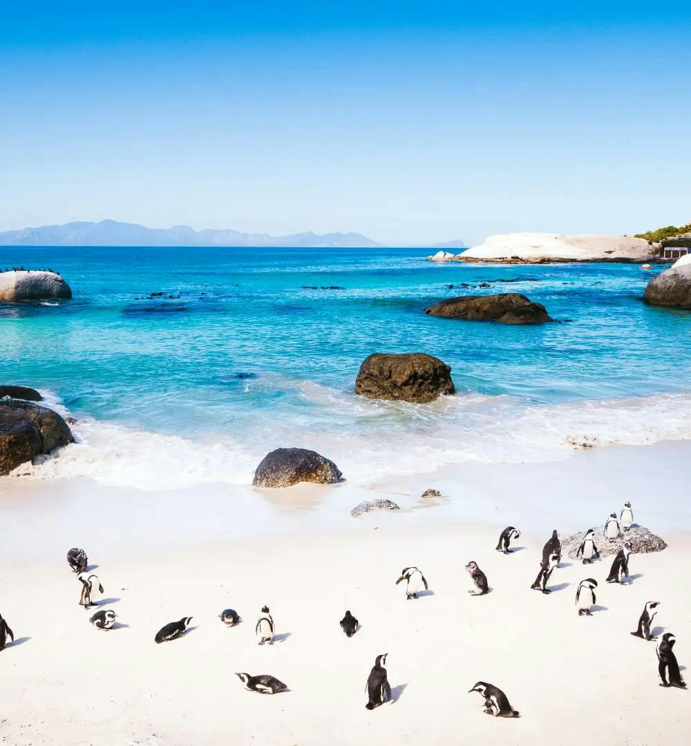 Beach with penguins near Cape Town