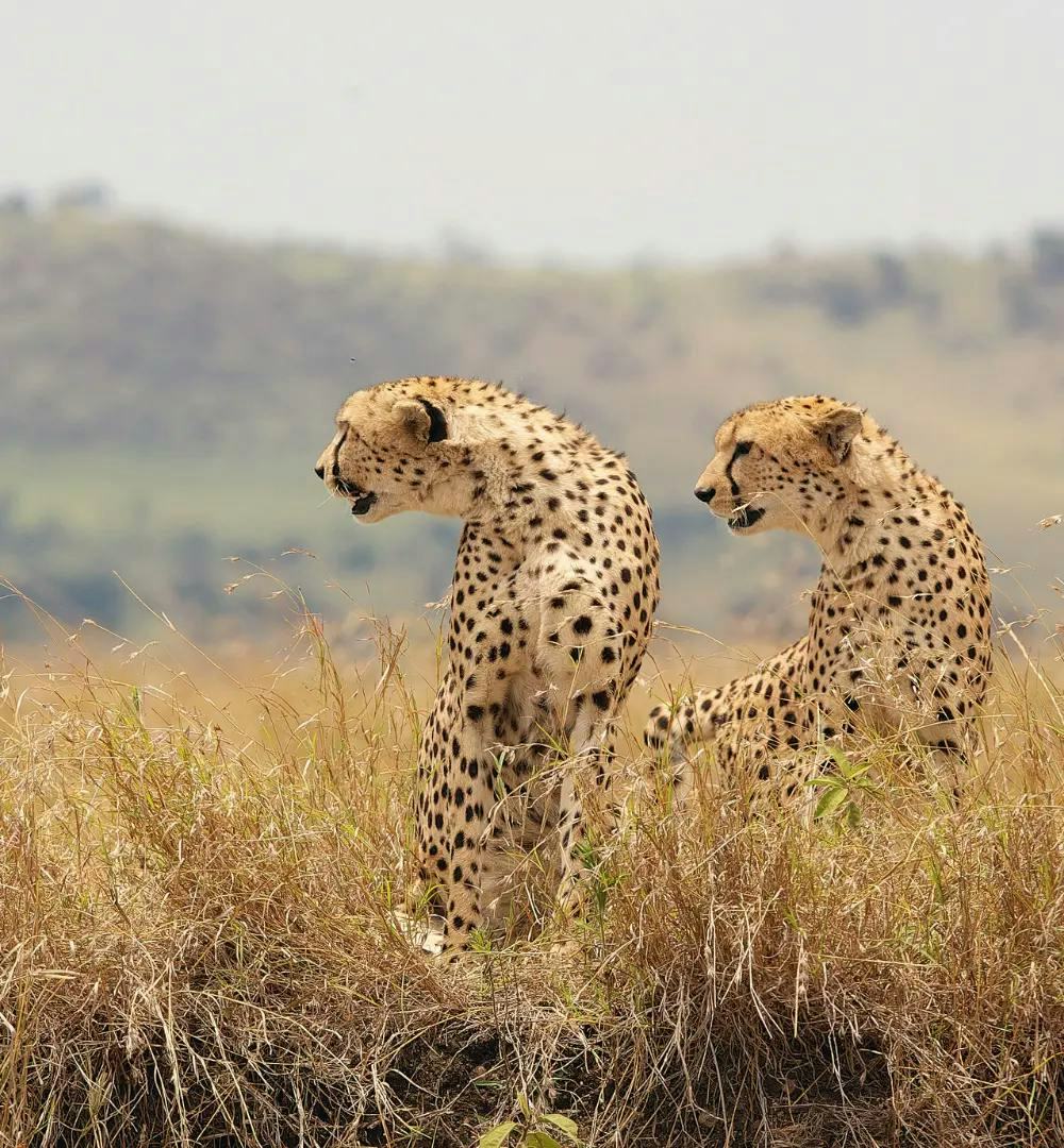 A pair of cheetahs in Kruger National Park, South Africa