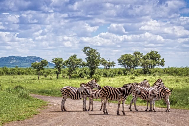 Zebras in the Safari Park