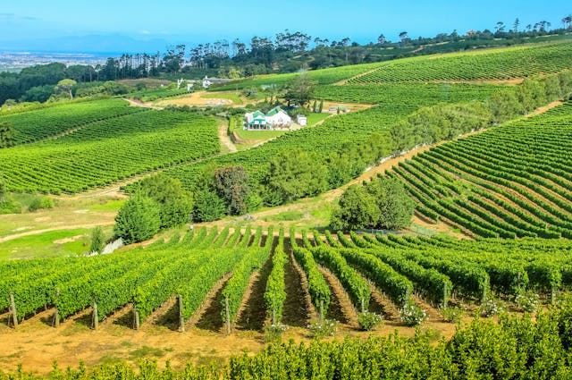 Vineyard South Africa 