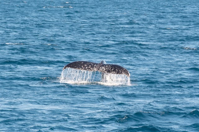 Whale Watching in South Africa