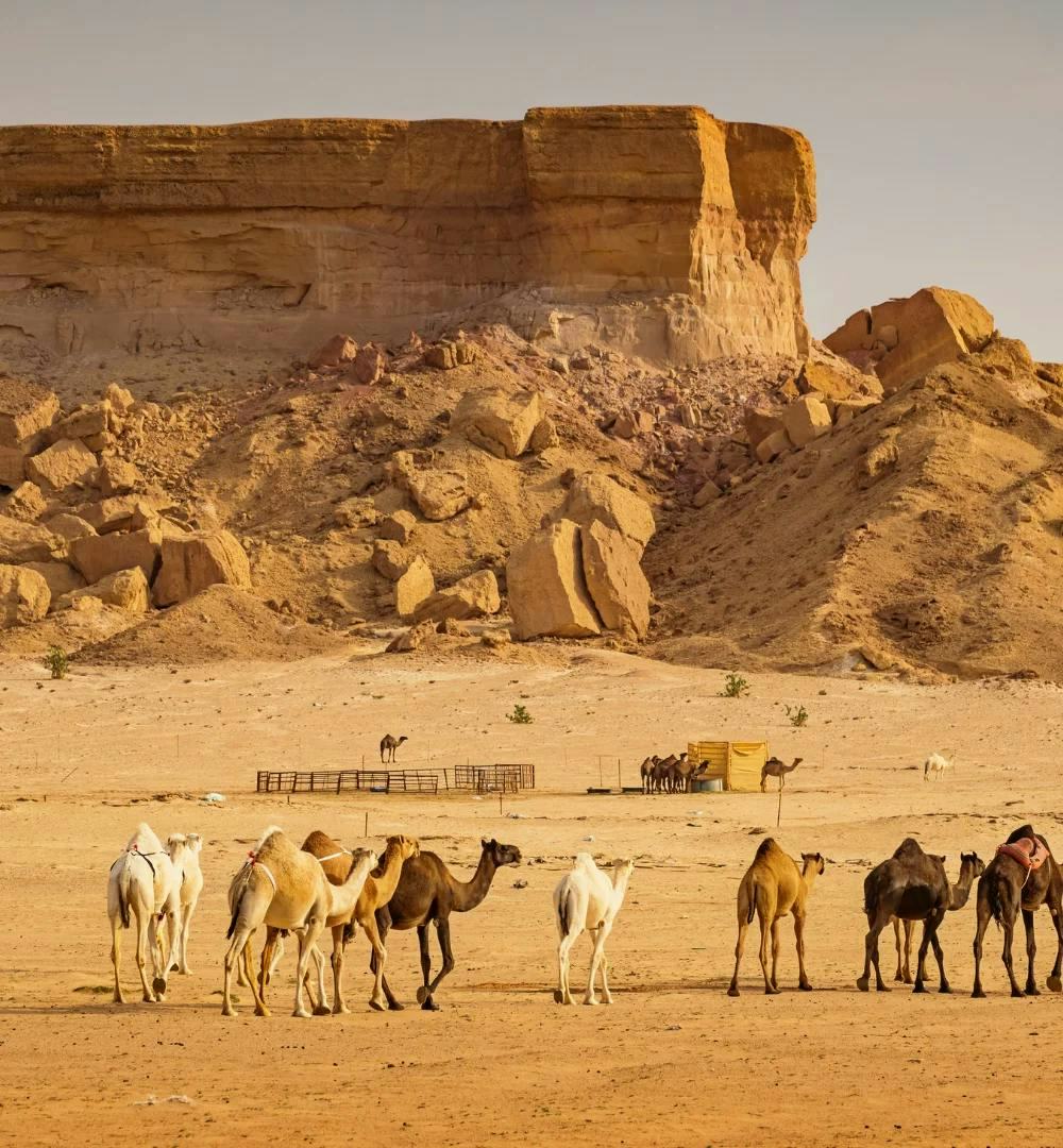 Camels in the desert of Saudi Arabia