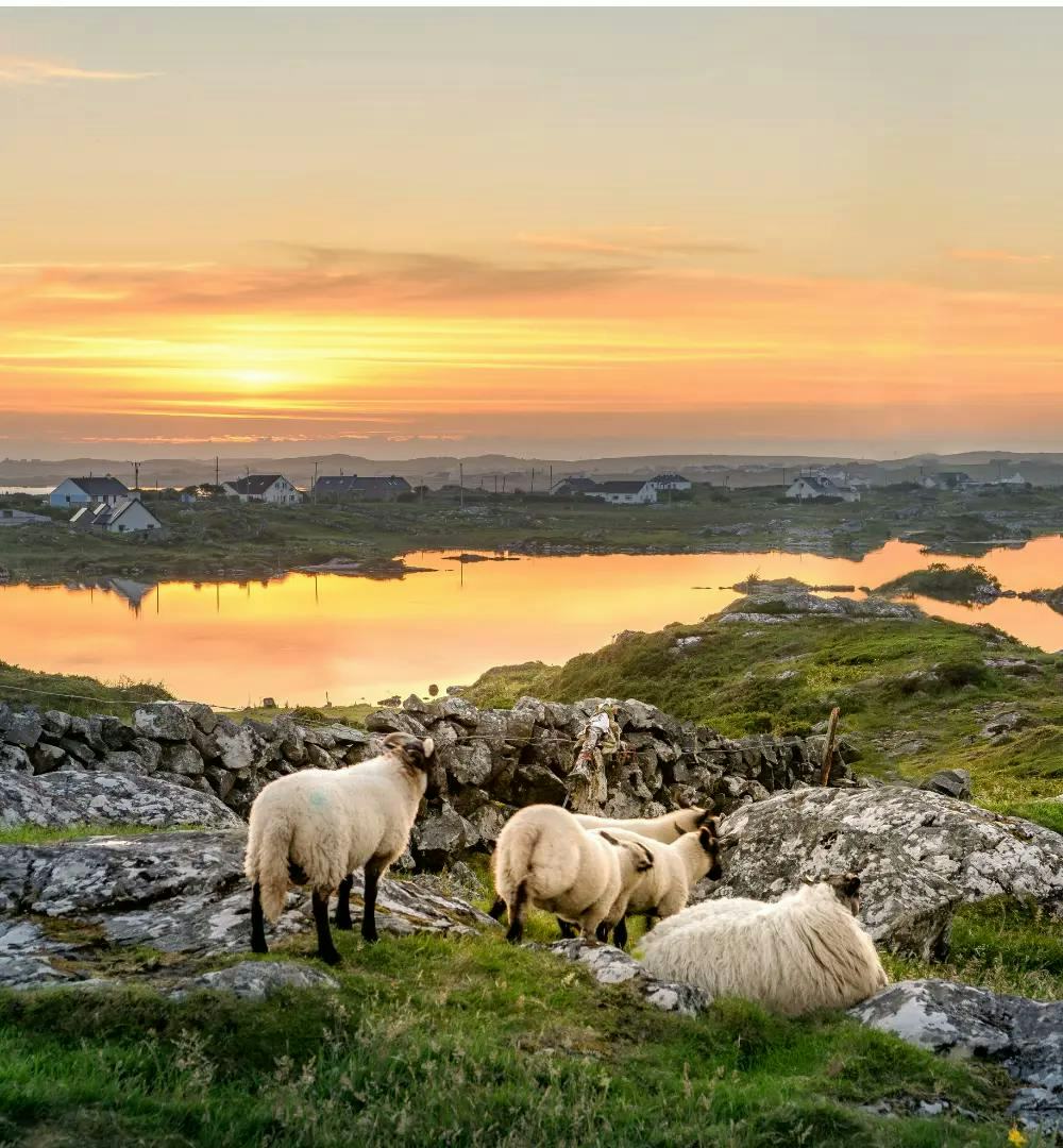 Sheep watching the sunset in Ireland