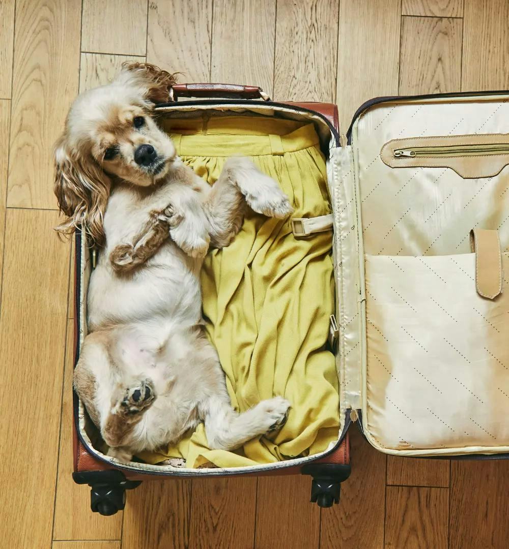 puppy in a suitcase