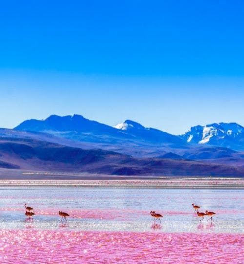 Flamingoes in the Lagoon Colorada in Bolivia