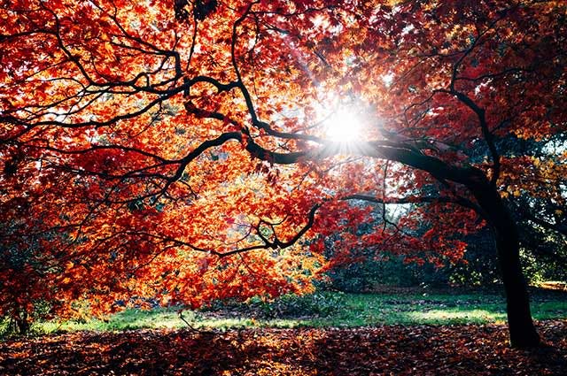 close up of light shining through the branch of a tree, Westonbirt Arboretum - Tetbury