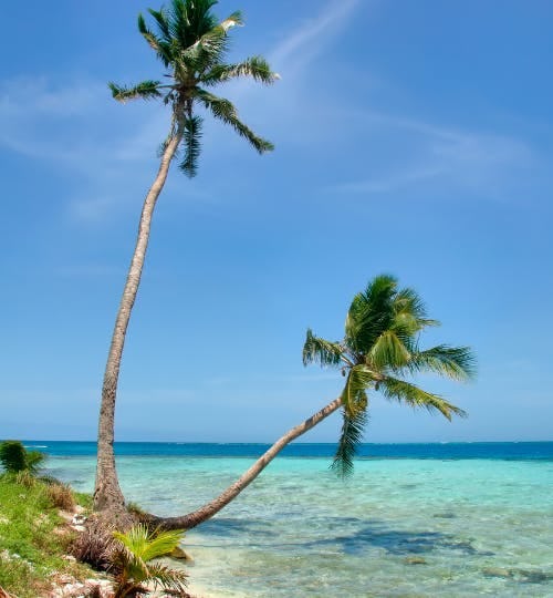 Two palm trees hanging over blue waters of a beach in Belize