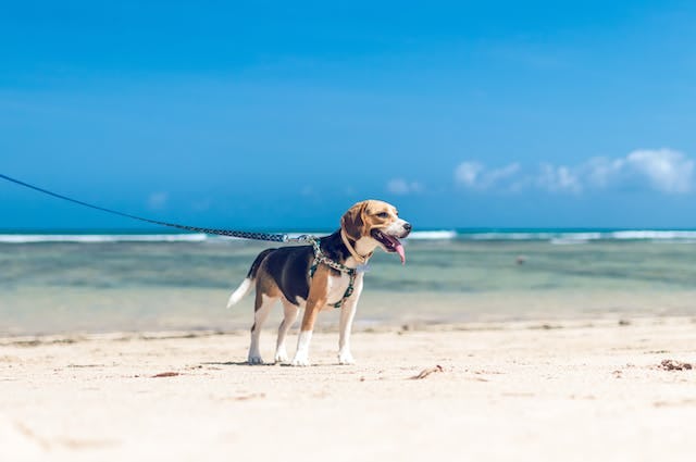 Dog on a sandy beach
