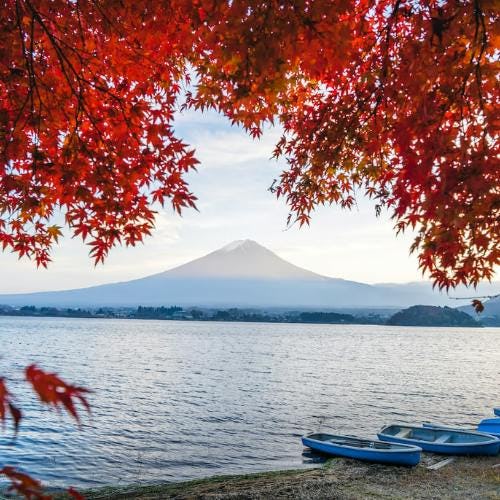Beautiful view of Mount Fuji under autumn leaves. Lake Kawaguchi, Yamanashi, Japan