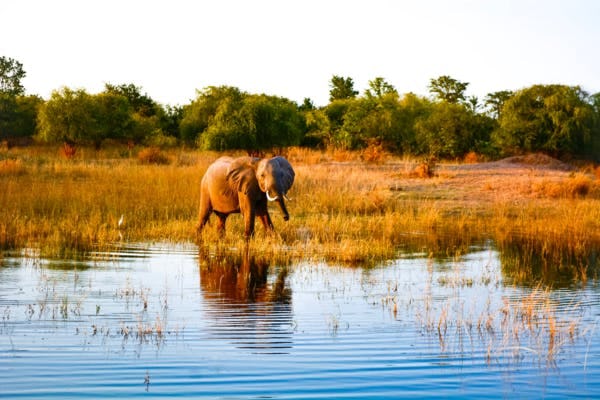 A baby elephant strolls at the lakeside for some water in Zimbabwe