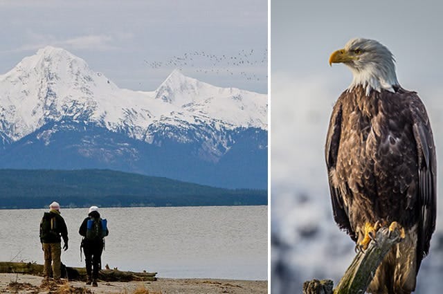An eagle and hikers by a lake 