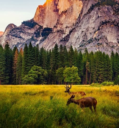 A couple of deer grazing in Yosemite National Park