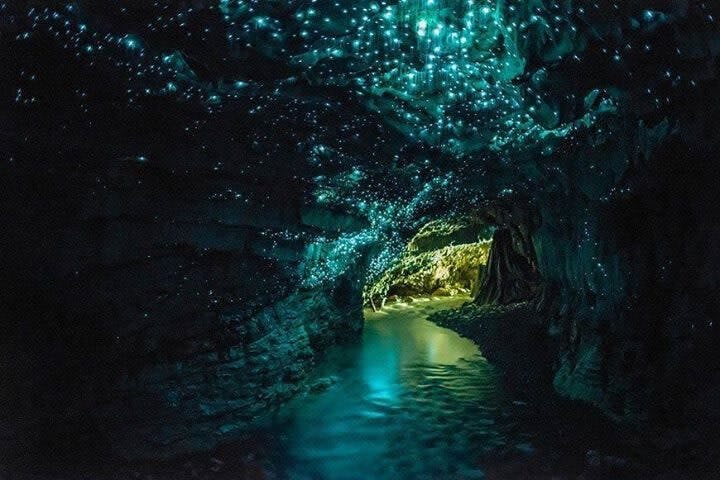 Glow worms in a cave at night in New Zealand