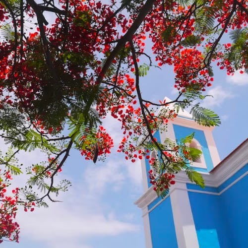 Red flower tree in Cabo Verde