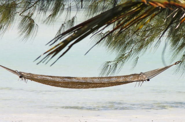 A hammock swinging beneath a palm by the sea 
