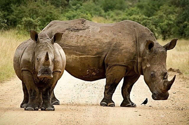 A close up shot of two rhinoceros, one smaller and one larger, as they walk across a sandy road in Malawi 