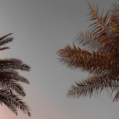 Saudi Arabia Palm Trees