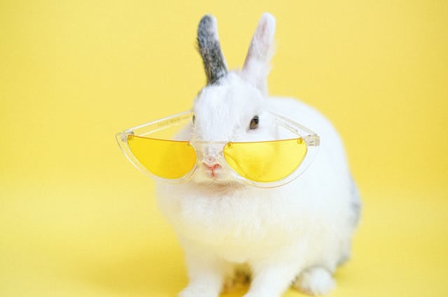 Rabbit wearing yellow sunglasses