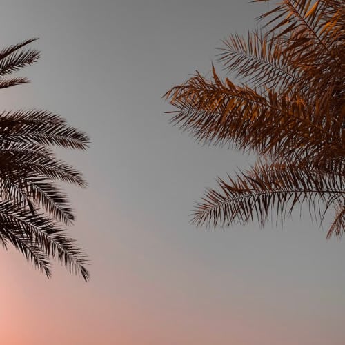 Palm trees in saudi arabia