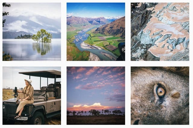 Grid of Safari pictures