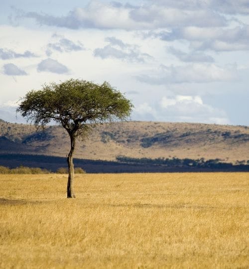 A tree in the middle of the plains of Africa