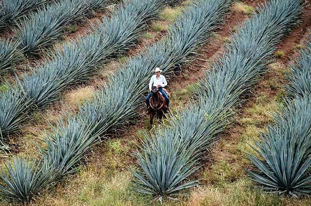 agave fields jalisco in amatitan mexico