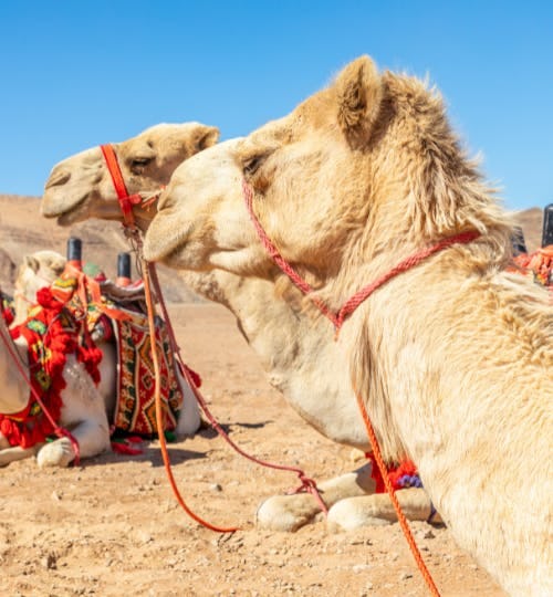 Three camels in desert with red harnesses on.