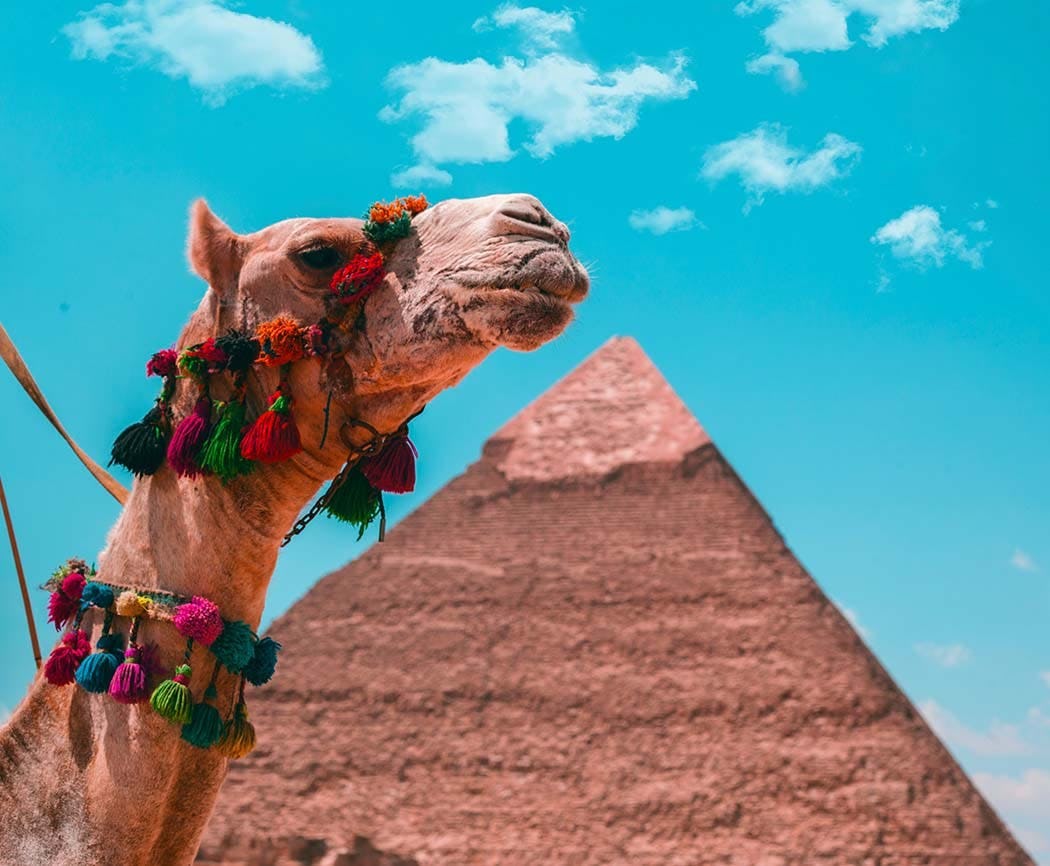 A camel in front of the Egyptian pyramid.