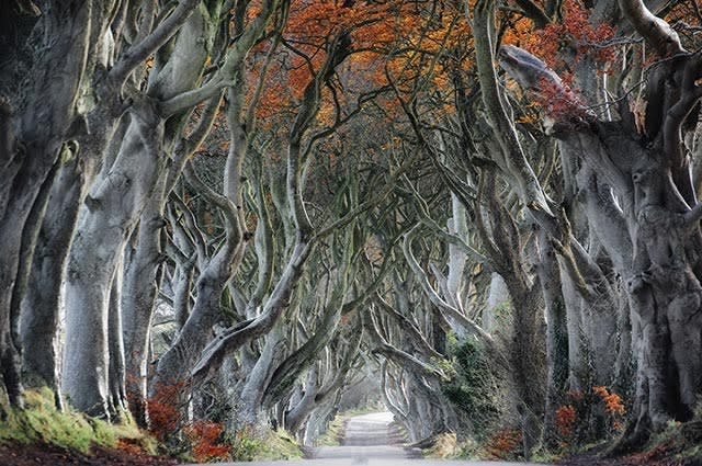 The Dark Hedges, Ballymoney, Northern Ireland. Twisted trees wound together to form a tunnel 