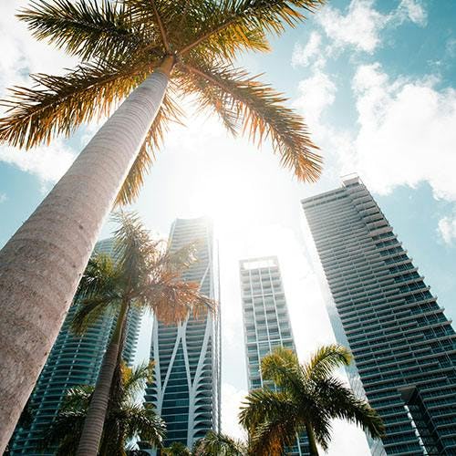 Picture of palm trees and skyscrapers in Miami