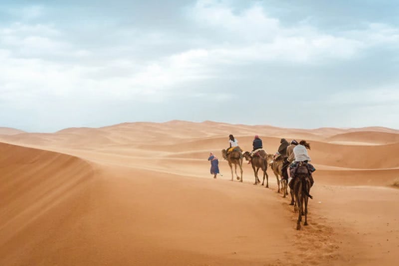 camels trekking across the sand dunes of the Sahara Desert