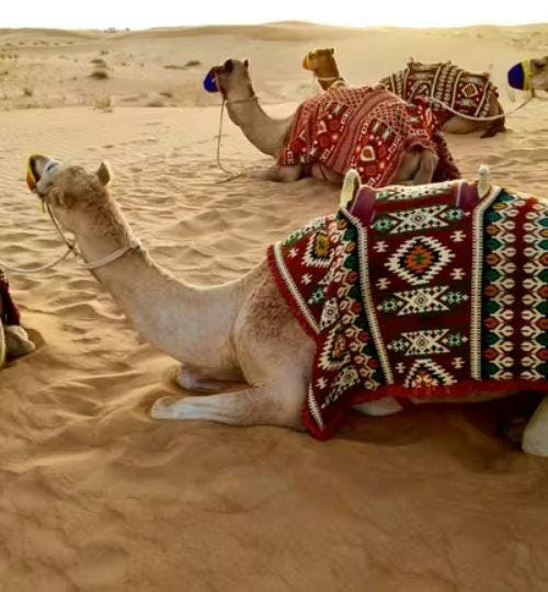 Image of 3 camels in the Desert Safari, Dubai, UAE