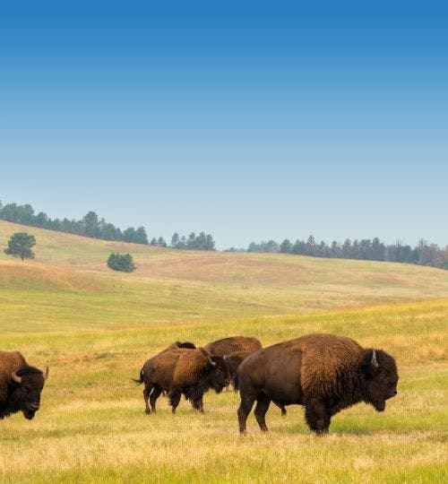 A herd of bison grazing in Yellowstone National Park