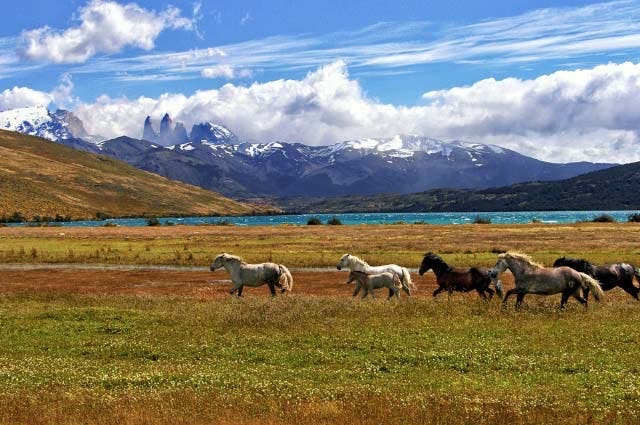 Herd of horses in Torres del Paine, Chile.