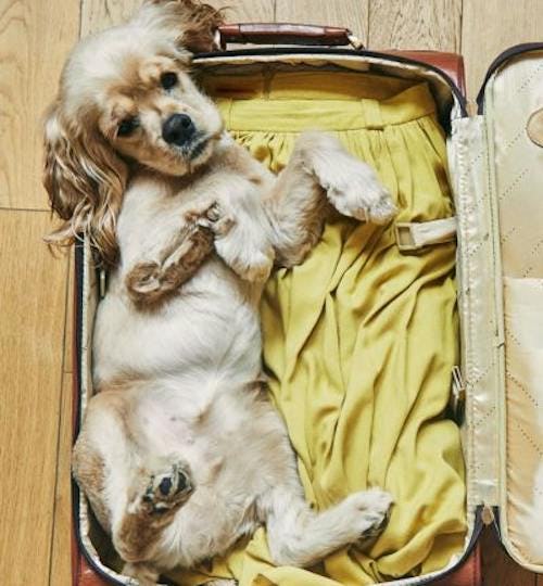 Small dog laying down inside an open suitcase