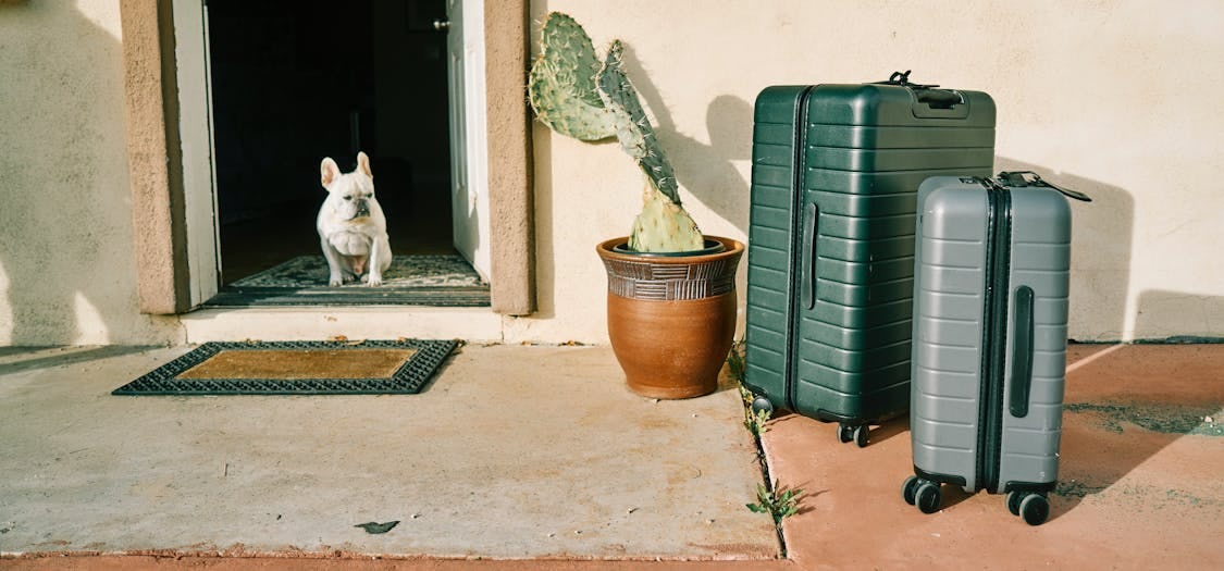 Dog sitting in doorway with suitcases