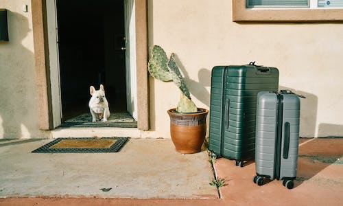 Dog sitting in doorway with suitcases